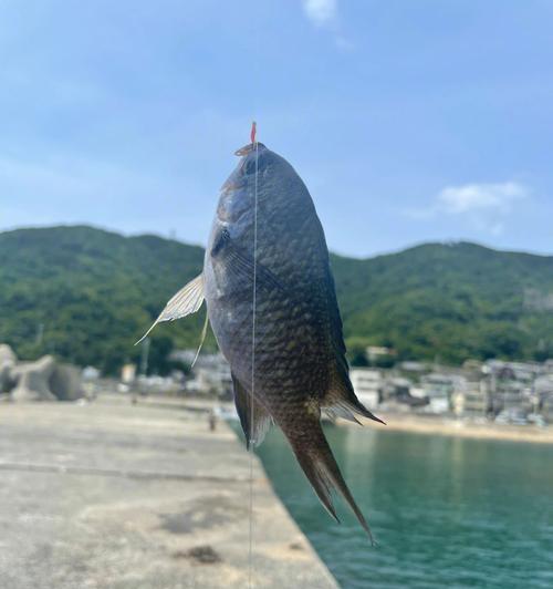 荒野钓鱼攻略（探索荒野）