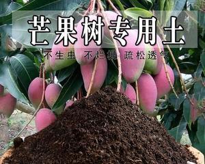 《探秘以挨饿荒野芒果树收获的奥秘》（一颗芒果树的收获次数究竟有多少）